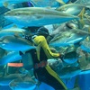 のんびりした雰囲気がちょうどいい。富山県の魚津水族館へ