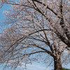 春になれば、花も咲くっ･･