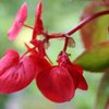 Sun.  Begonia Dragon Wing Red