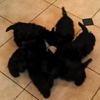 スコティッシュテリア犬の6匹忍術！ブラック風車をとらえた動画