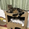 RAKU段ボールハウスを猫5匹で使ってみた感想｜耐久性より猫人気が勝った爪とぎハウス