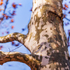 木霊が宿るプラタナス：晩秋の城南公園