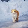 野良猫は冬の寝床や餌は？どう過ごしているの？