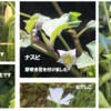 庭で夏野菜 100　【オクラ、ナスビ、ピーマン】