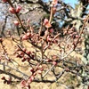 夙川｜春が待ち遠しい☘️「西田公園」で見た梅・カラタチ・馬酔木(あせび)