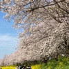 満開の桜と青空～吉見町さくら堤公園を愛犬と花見散歩