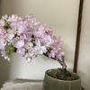 我が家の桜　9