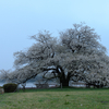 箱根園の一本桜?