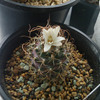 Turbinicarpus graminispinus　グラミニスピナス　開花