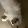 サッカーと音楽が苦手のふくちゃん