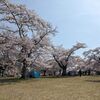 桜満開の三神峯公園