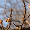 桜開花情報2017　巾着田