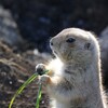 気になる生物を調べてみた