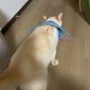 ねこばのストレスでぇ!!! ((  *˙-˙*  )(´ ˙○˙ `)(´ ˙○˙ `)(∩´﹏`∩)