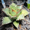 アガベ・チタノタ 姫巌竜 成長記録①(Agave titanota dwarf growth record)