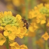 フォト・ライブラリー(238)早春の京都府立植物園3
