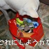 今日は仲良し