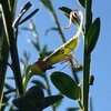 エニシダ 11月莢