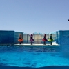 新江ノ島水族館 イルカショーとクラゲ祭