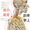 上部肋骨の上方変位による影響