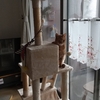 キャットタワーを窓辺に移動して