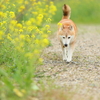 EF135mm F2L USM で菜の花