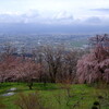 しだれ桜