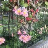 Alstroemeria
