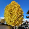 【京都】『本法寺』に行ってきました。 紅葉 水火天満宮