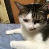 老猫の健康管理：猫のシニアライフを支える5つの重要ポイント