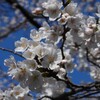 高田城址公園観桜会はじまる。。