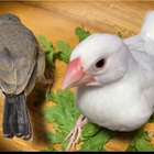 文鳥さんの食べれるものリストand試してみるリスト その２ ココミル 文鳥と過ごす日々