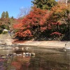 【瑠璃光院に入れなくても】京都・八瀬と比叡山の秋