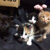【子猫の育て方】子猫の生後一ヶ月までの注意点４つ