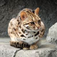 イリオモテヤマネコがいる動物園は 飼育展示施設とイリオモテヤマネコ情報まとめ アリエスコム Ariescom