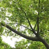 土曜日、雨。