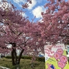 三浦海岸 河津桜スポットとオススメランチ紹介！