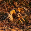 コミミズク百態