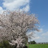 相模川の桜並木！お勧めのお花見スポットで最後の輝きを感じてみる