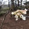 花咲か爺さん