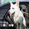 散歩の様子