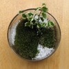 山苔とプミラのガラス鉢植え-108