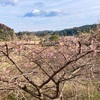 河津桜が開きました、梅の花も見頃