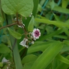 Paederia scandens　ヘクソカズラ