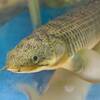 １０年使い続けた熱帯魚水槽・外部フィルター・ヒーターの長所と短所について！
