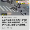 【まさにクマイシス？！……3／23－25　暖冬でクマが早期活発化の恐れ、市街地でも注意呼びかけ　石川】＃631