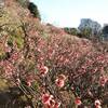 一面に咲く梅の花の絶景！梅の名所「池上梅園」が見頃｜2025年開花状況、混雑状況、写真、アクセス、営業時間、休憩所、飲食（東京都大田区）