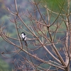 カササギフウキンチョウ(Magpie Tanager)