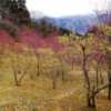 秩父花めぐり３ ～ 四阿屋山の山居広場は桃源郷