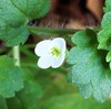 コゴメイヌノフグリの花